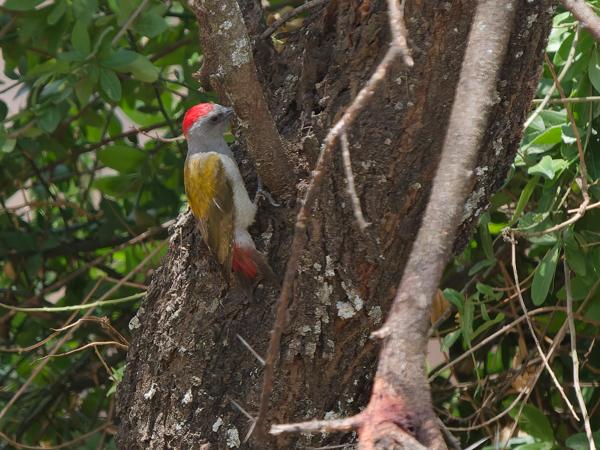 <h3><a href="/trips/tanzania/biota/animalia/chordata/aves/039 piciformes/009 picidae/dendropicos spodocephalus/dendropicos spodocephalus-nl.html">Dendropicos&nbsp;spodocephalus</a> / Eastern&nbsp;grey&nbsp;woodpecker / Ethiopische&nbsp;grijsgroene&nbsp;specht</h3>OM-1 Mark II met OLYMPUS M.150-400mm F4.5 TC, 1/2000 sec  bij F5.6, ISO 3200, afstand 34.1&nbsp;m